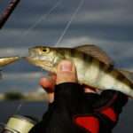 Советы бывалых рыболовов: как улучшить свои навыки и уловить больше рыбы